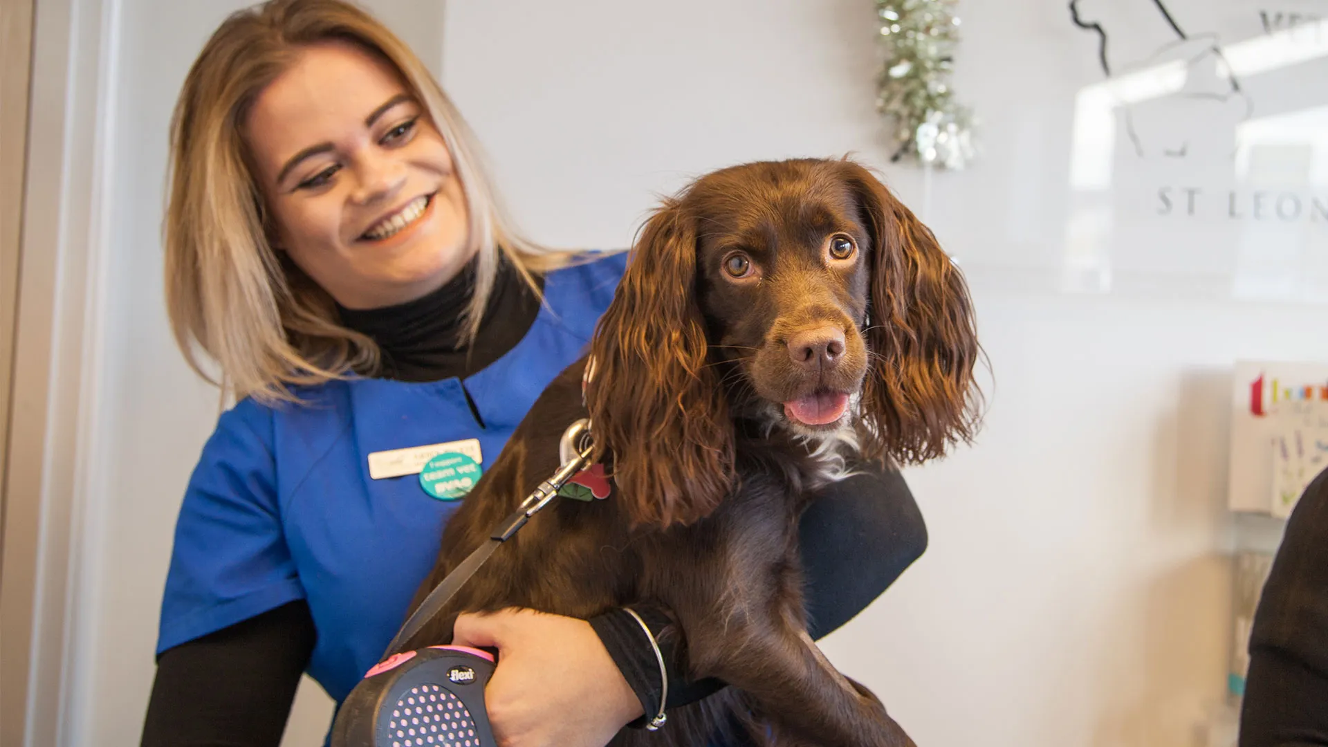 brown spaniel being cuddled