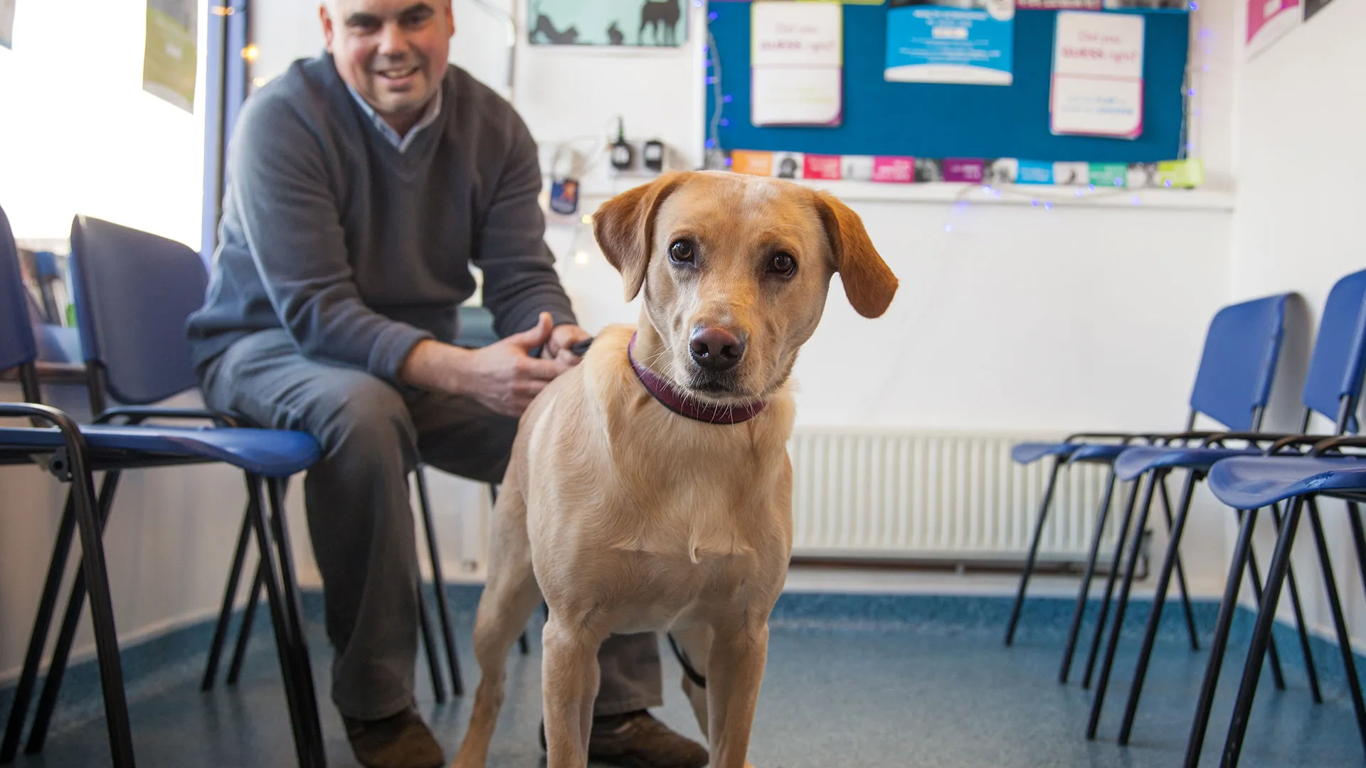 Labrador in waiting room