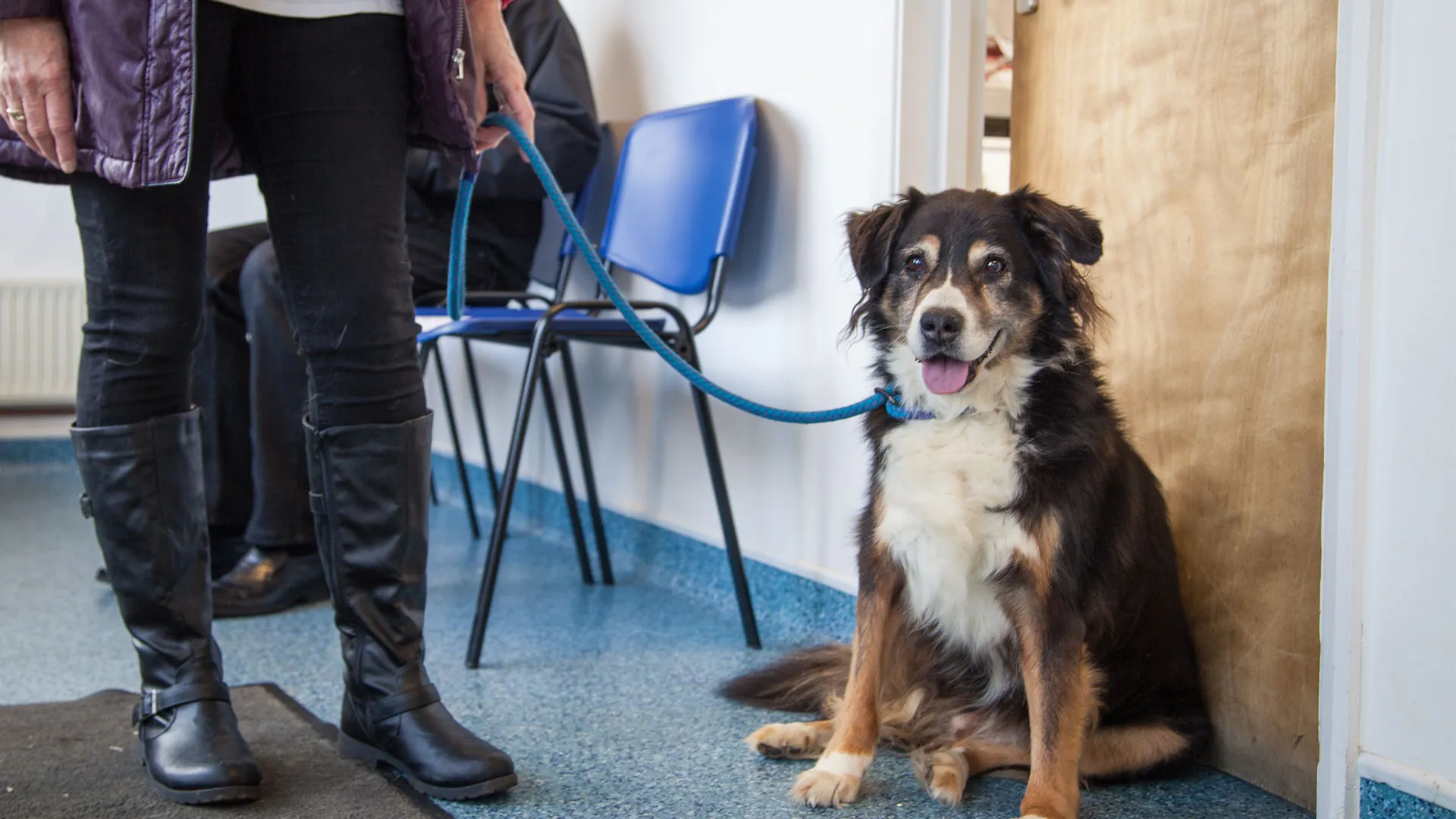 dog in waiting room