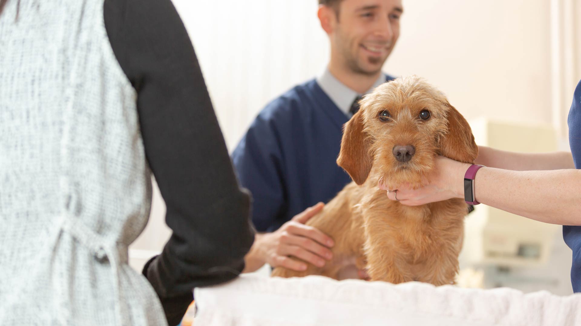 beige small dog being stroked by clinician