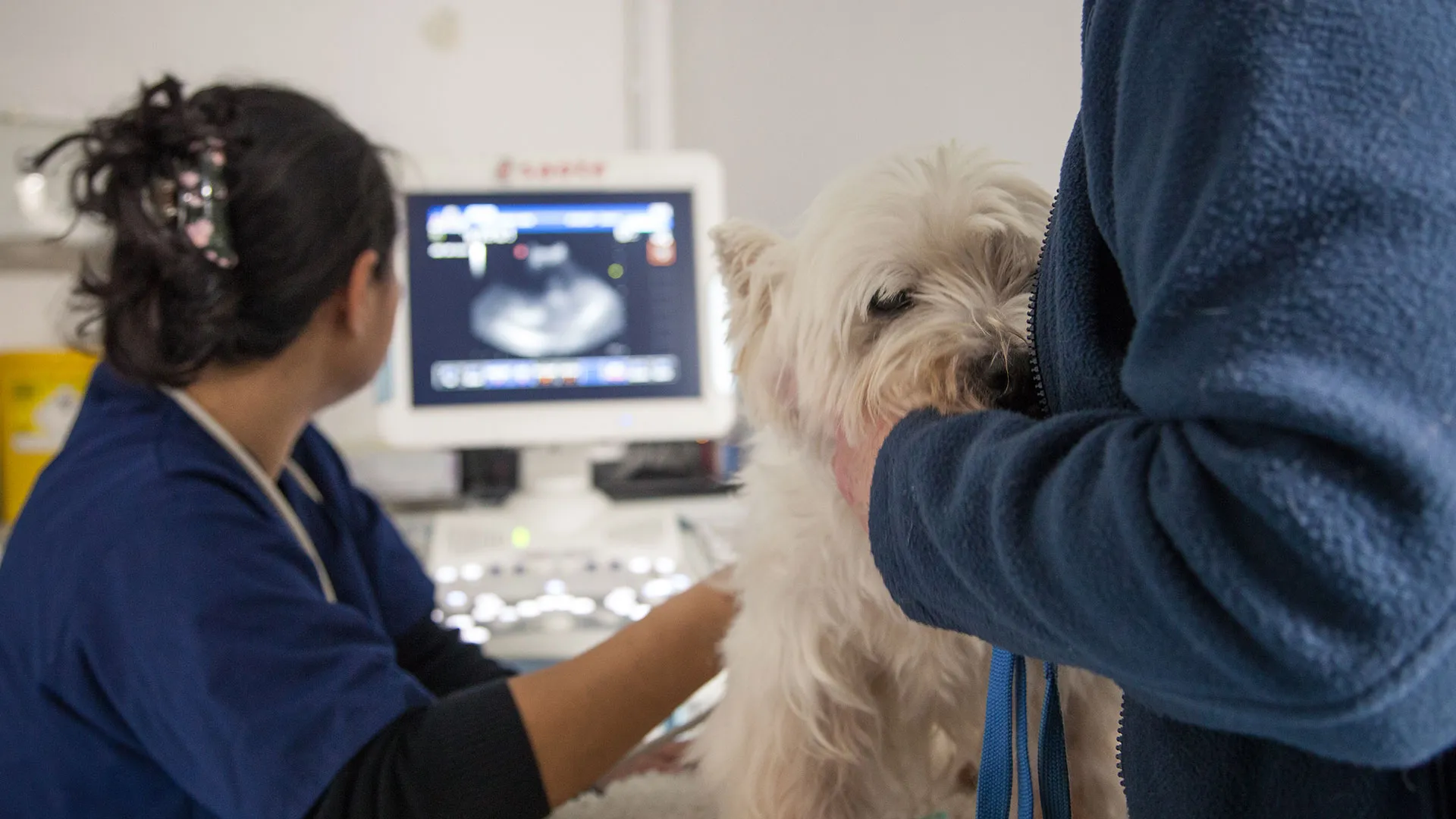 westie being scanned