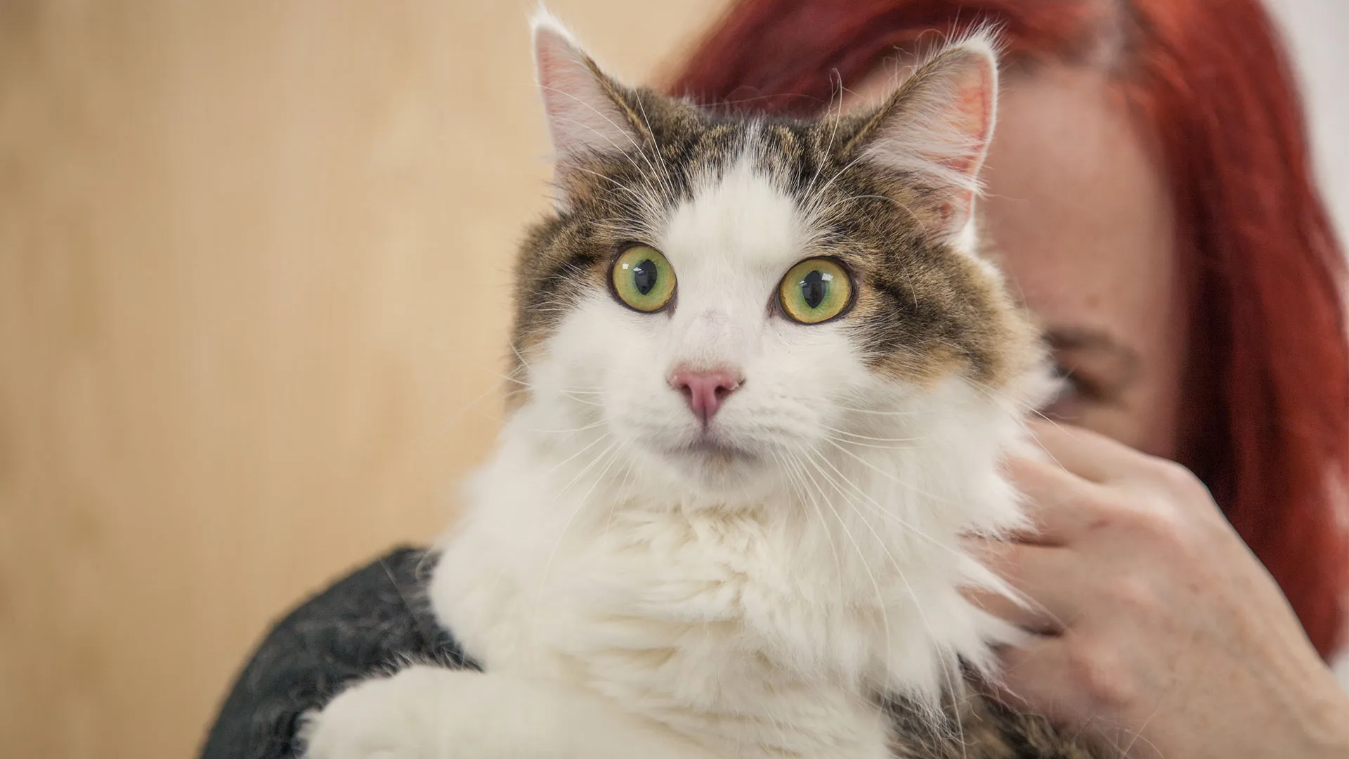 white and tabby cat