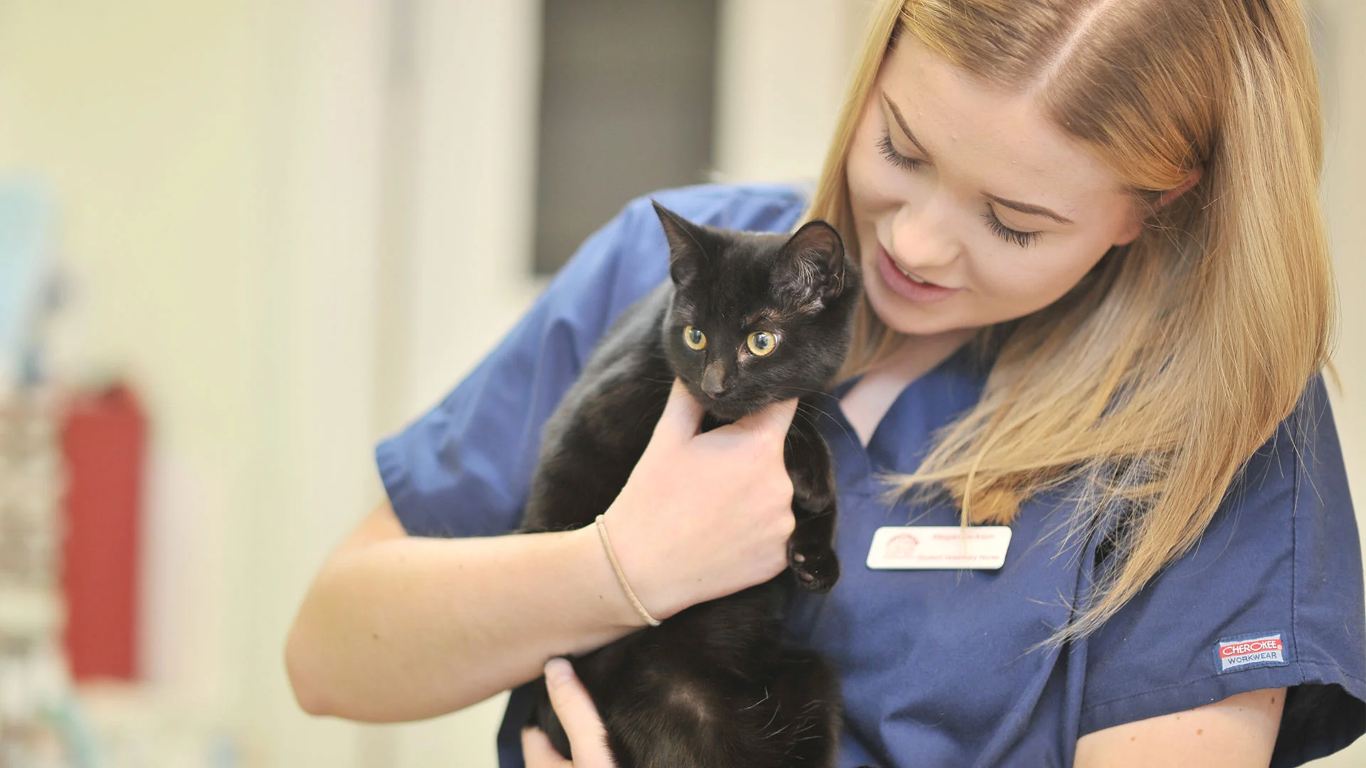 black cat held by a vet