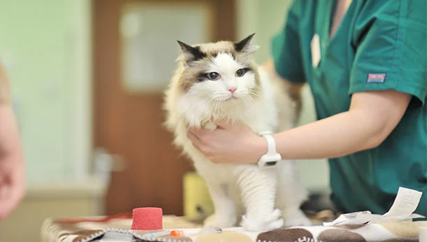 cat in nurse consultation
