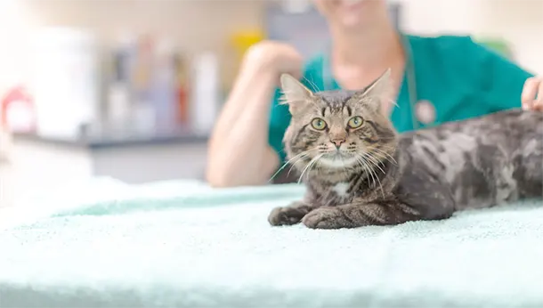 cat lying on table