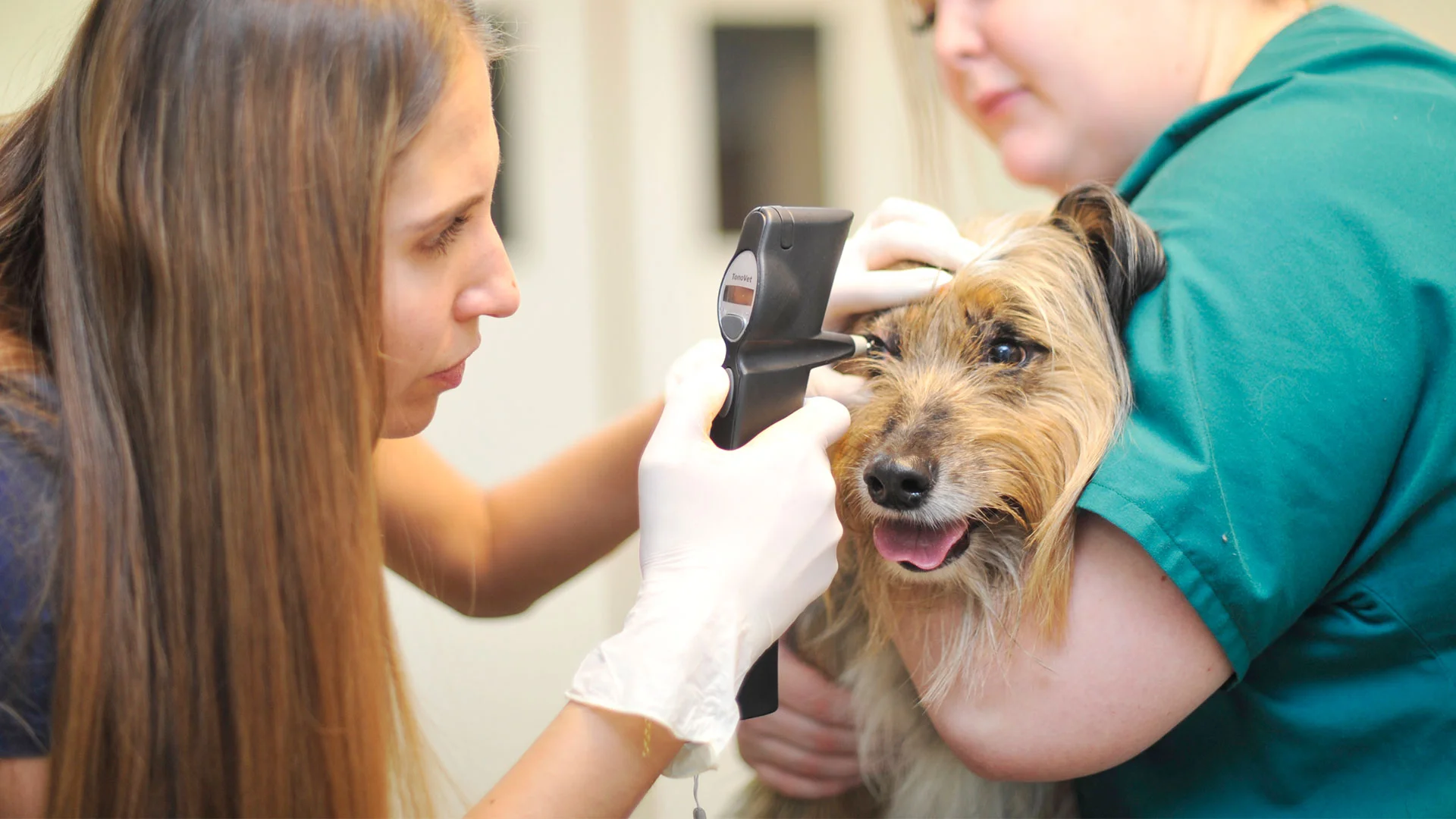 Dog eye check with a vet