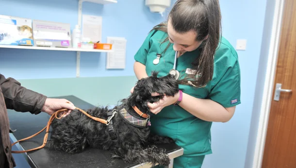Nurse and black dog