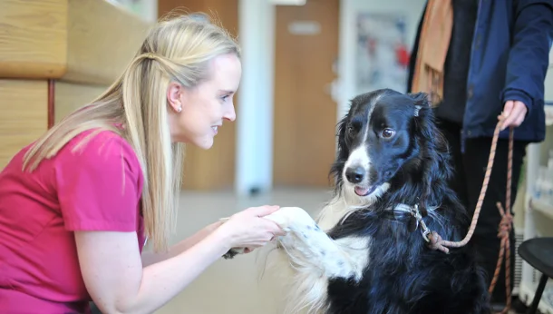 border collie and receptionist
