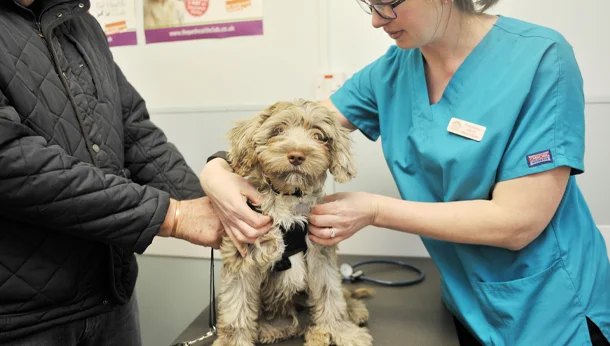 Vet consultation with cockapoo dog