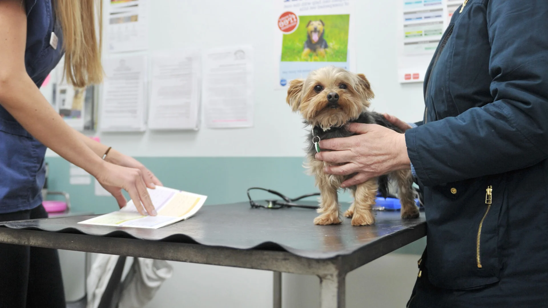 yorkshire terrier dog in vet consult