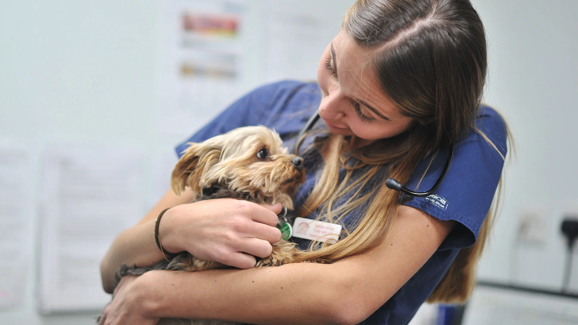 yorkshire terrier dog held by vet