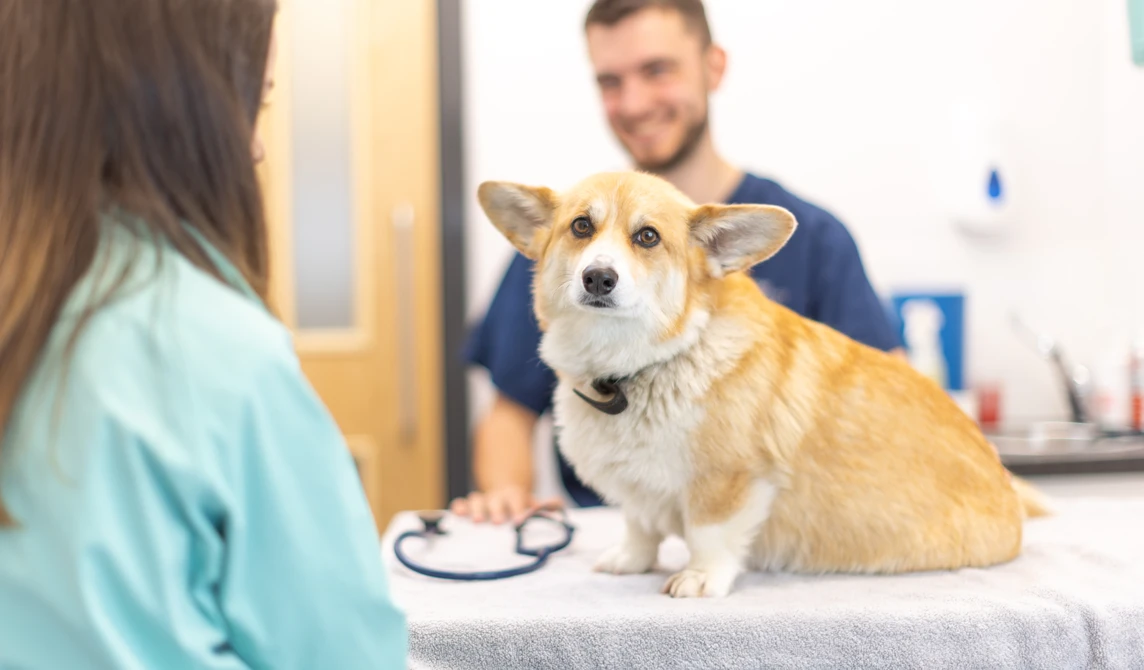 golden corgi dog with a vet