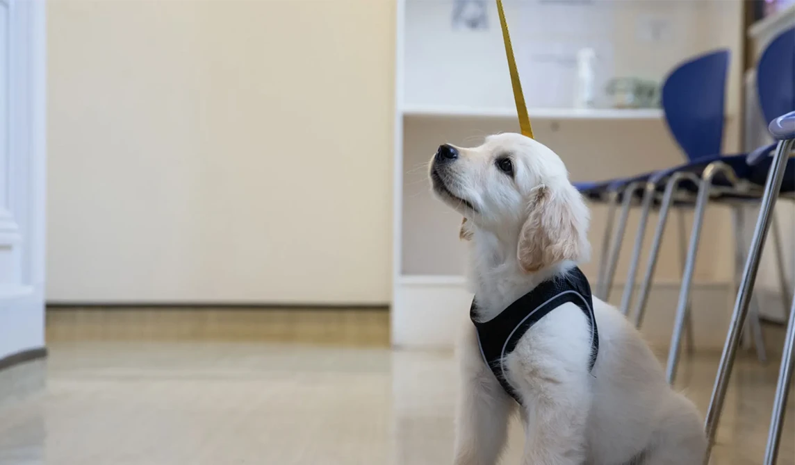 puppy looking up in vet waiting room