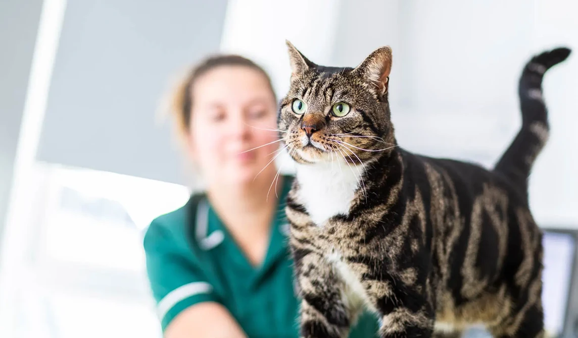 tabby cat on table