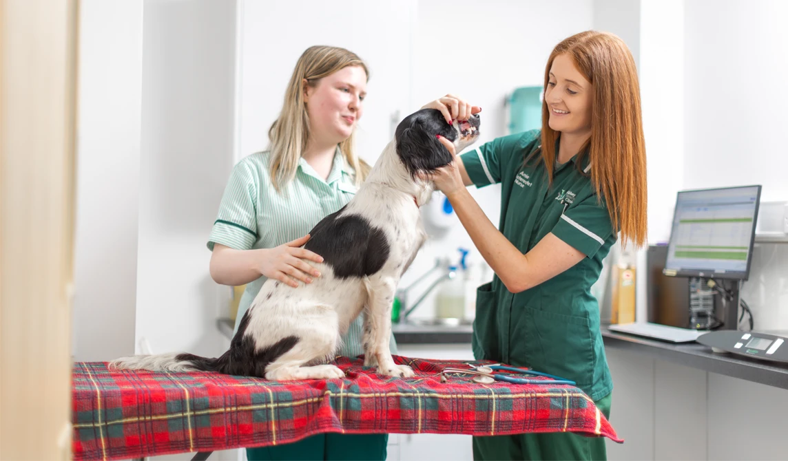 vet nurse looking at dog's teeth