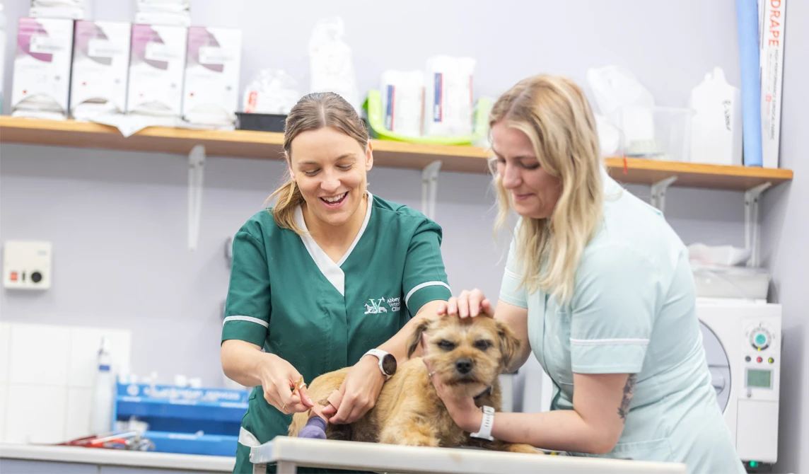 vet nurses putting bandage on small brown dog