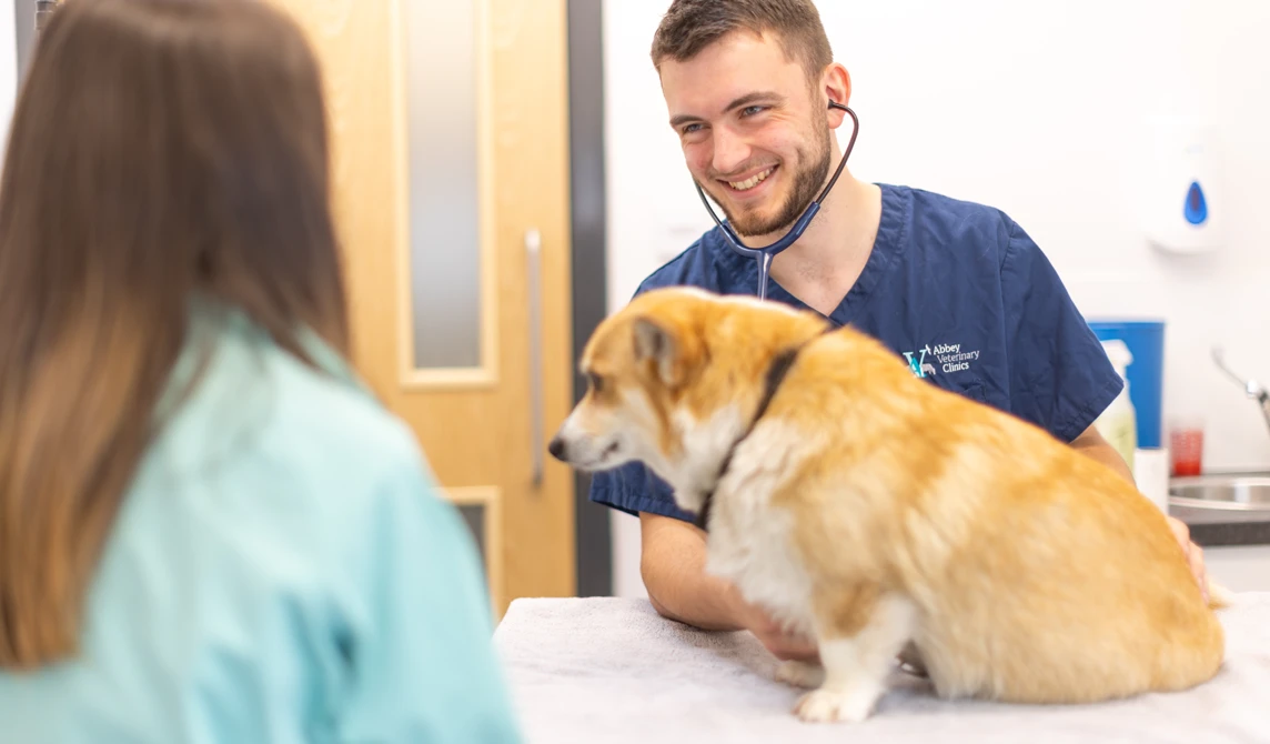 vet with small golden corgi dog