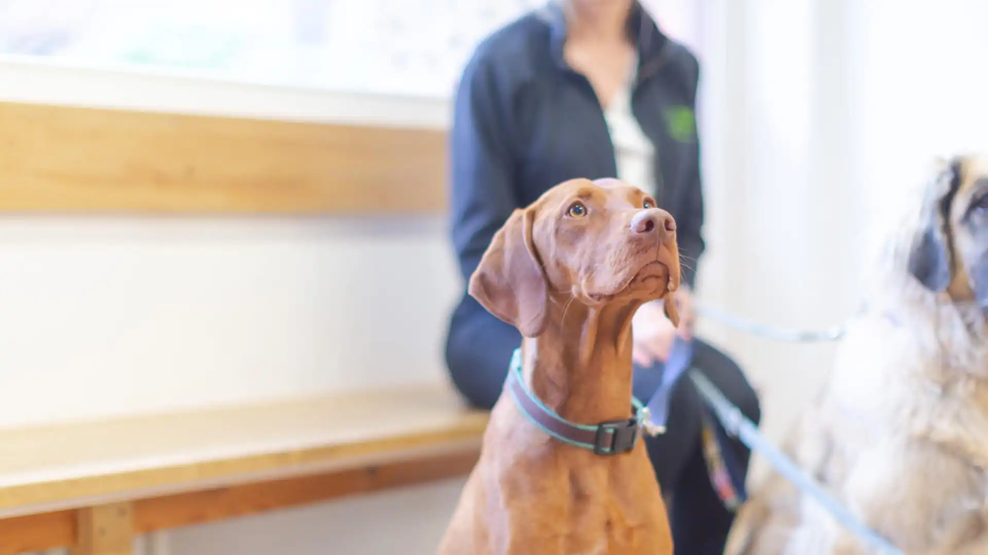 brown dog sitting in reception area