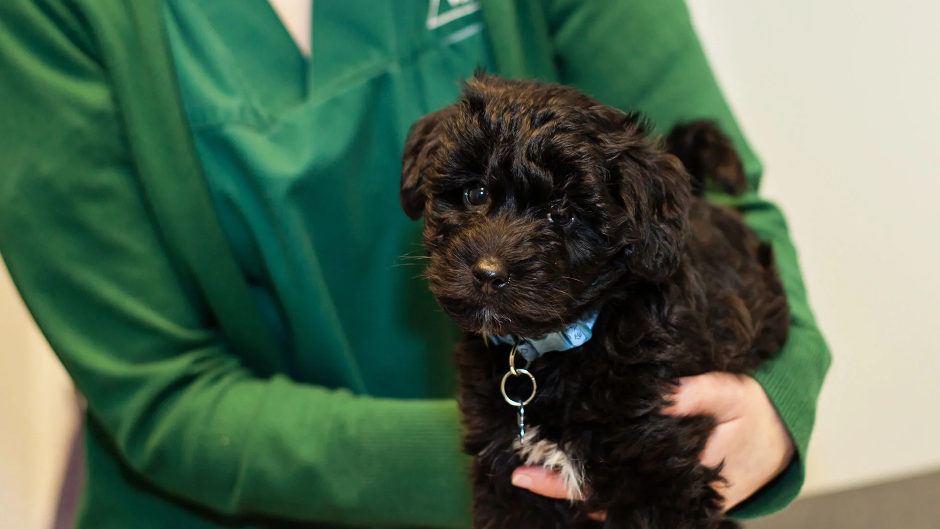 brown puppy