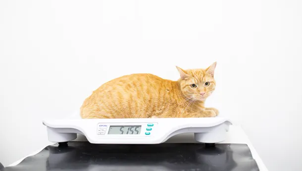 cat sitting on scales
