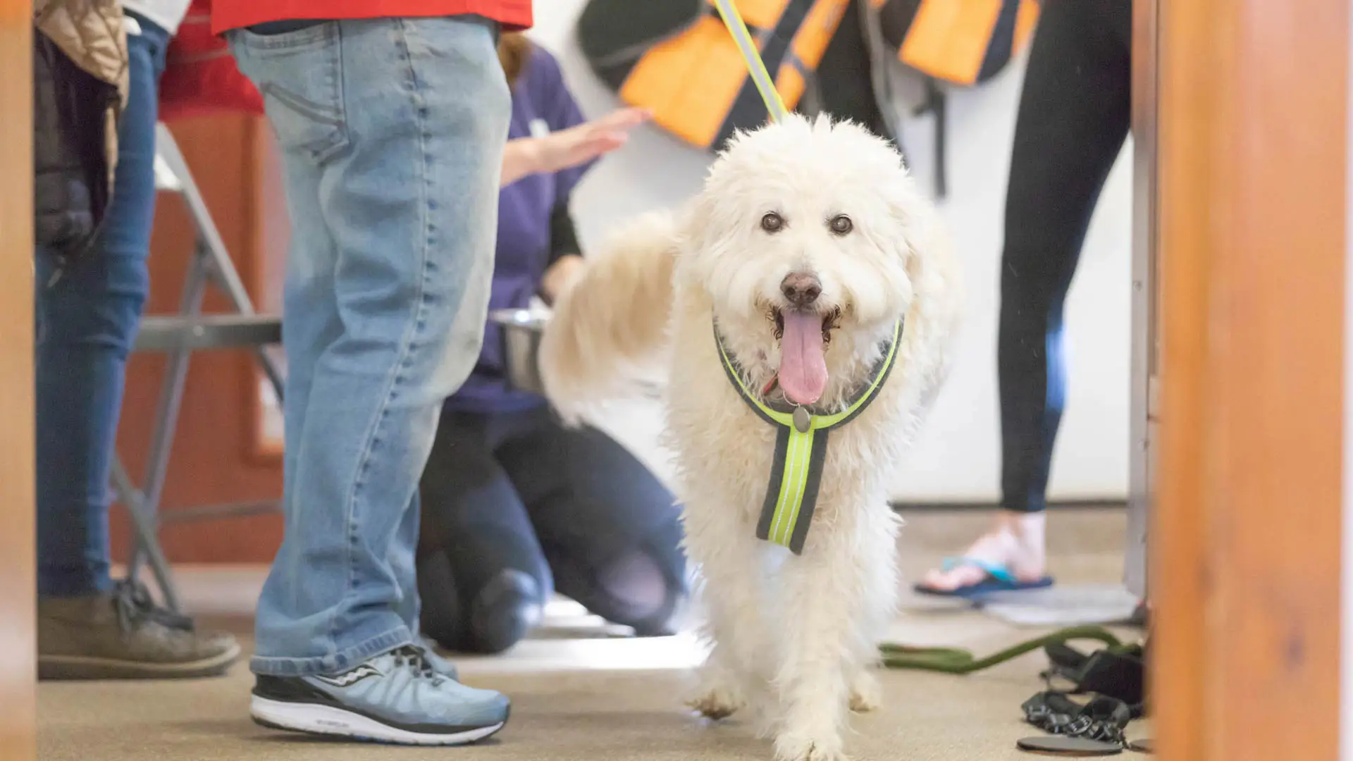 white dog walking towards camera