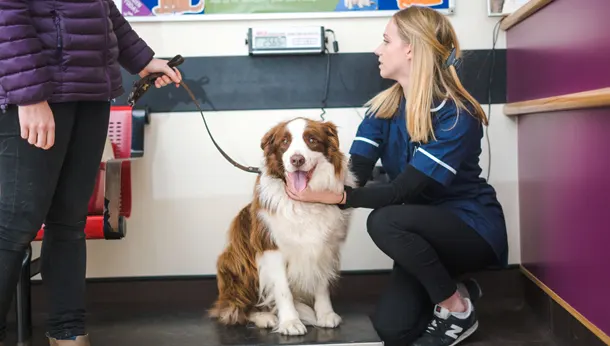 dog weight check
