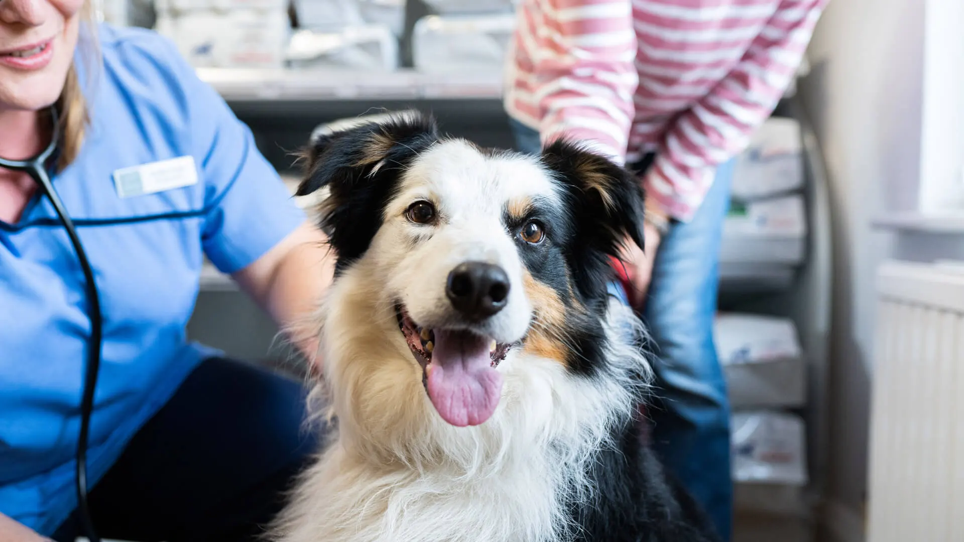 border collie