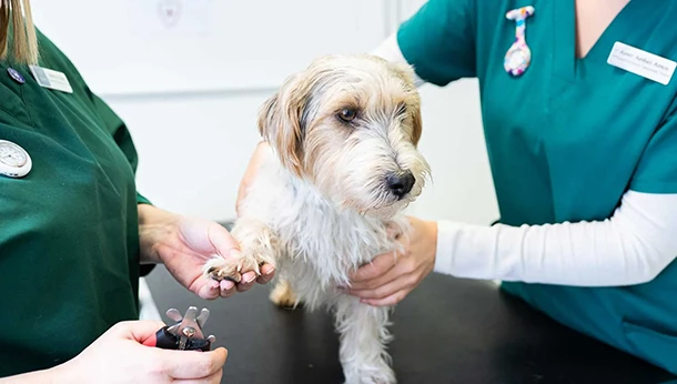 dog nail clipping