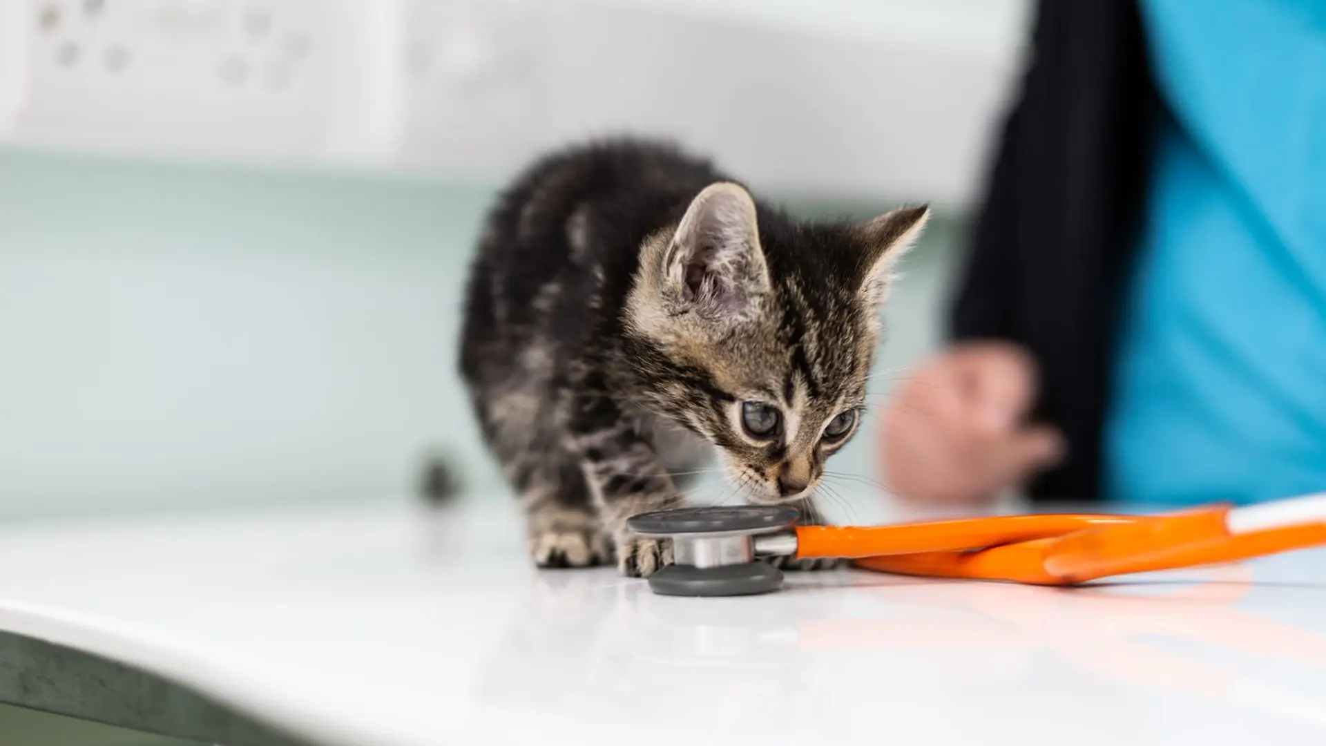 kitten sniffing a stethoscope