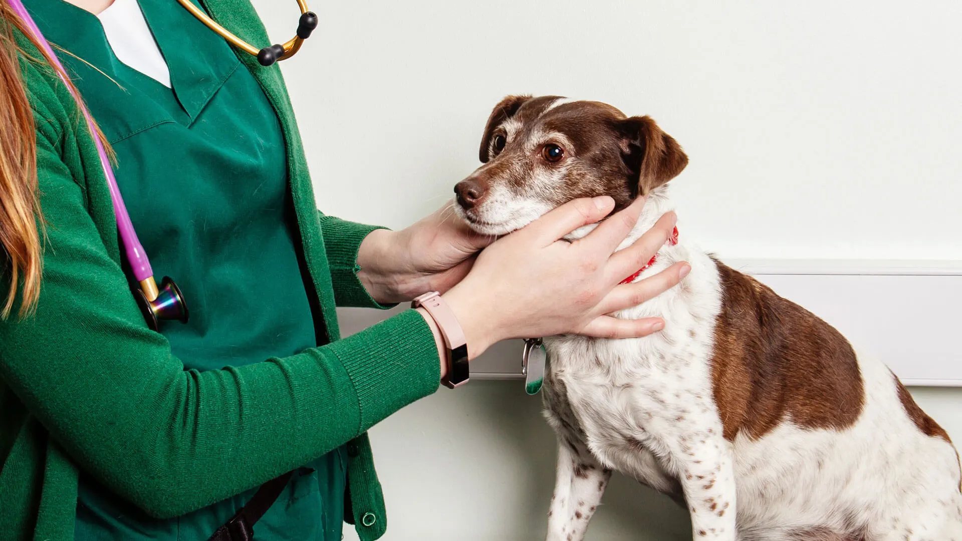 vet consultation with jack russell terrier