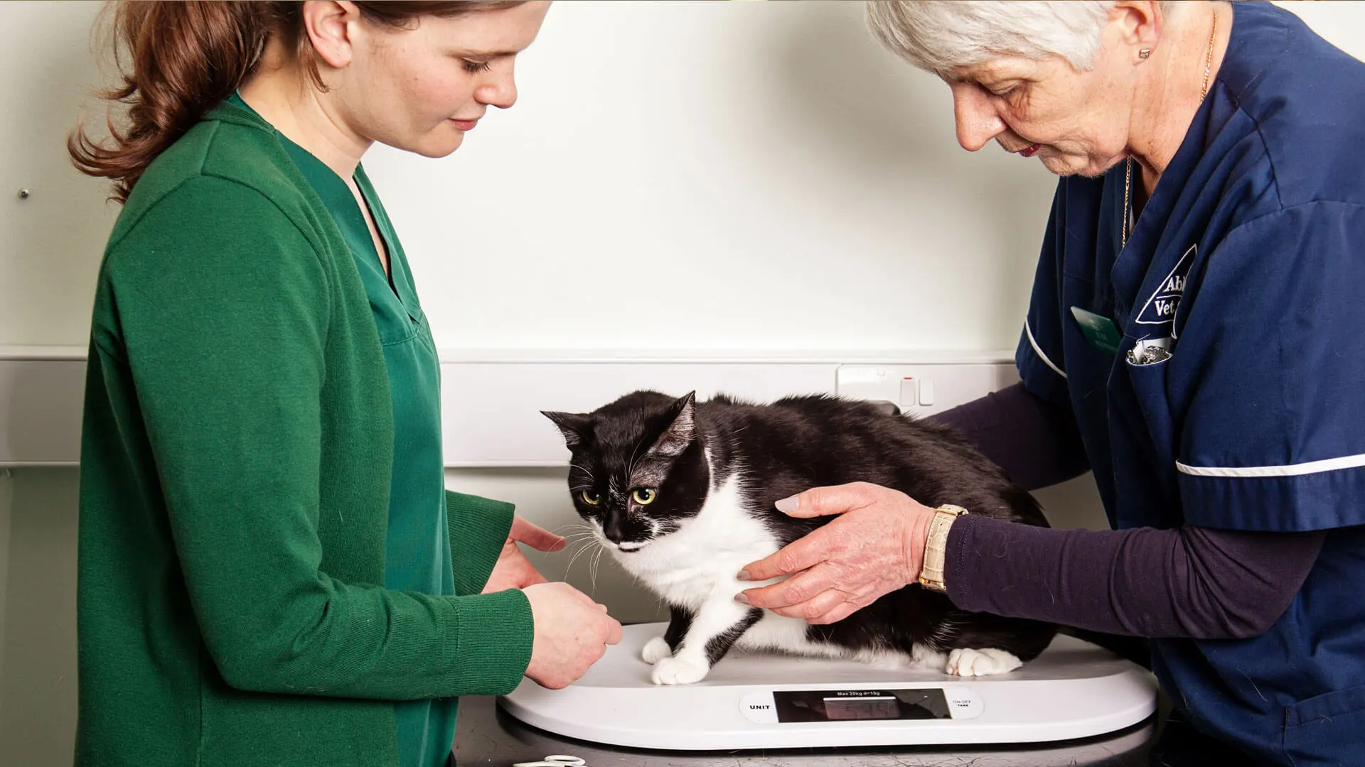 black and white cat placed on scales