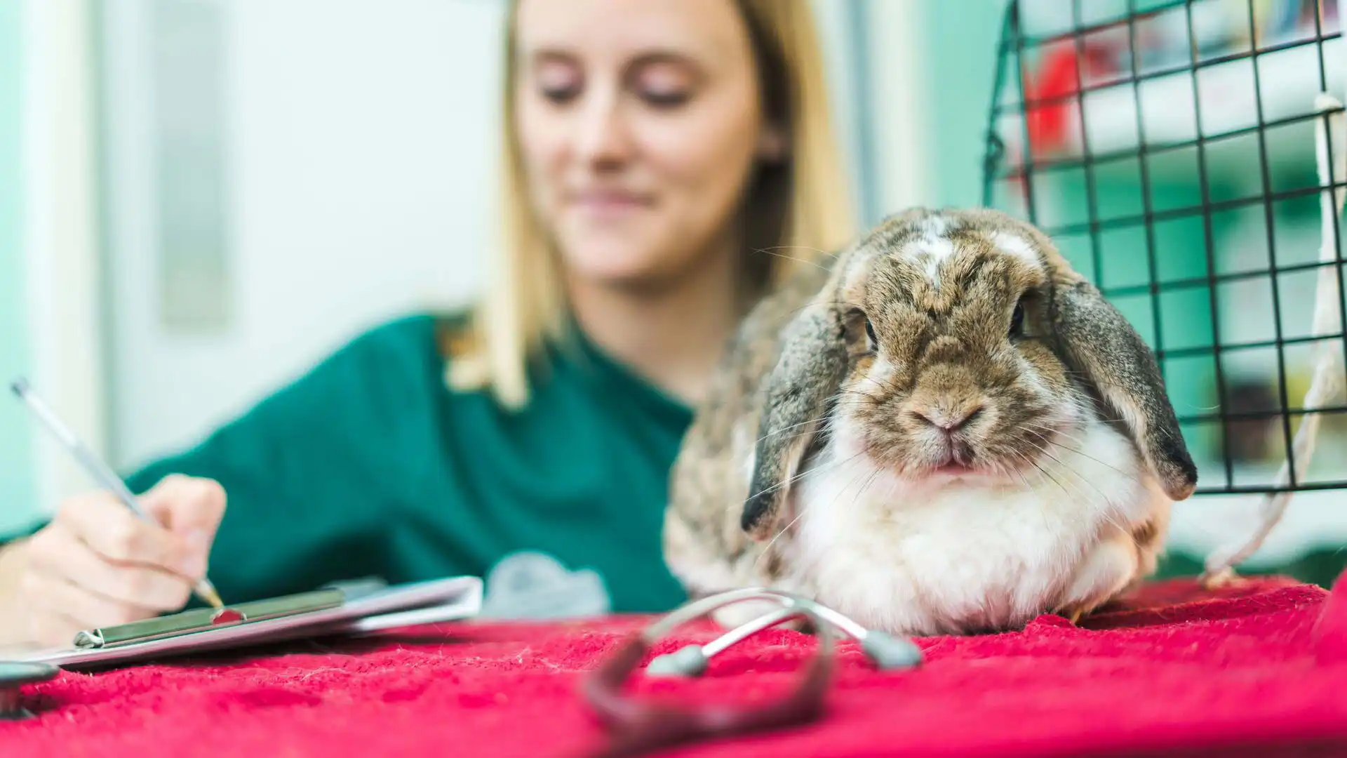 rabbit in vet consultation