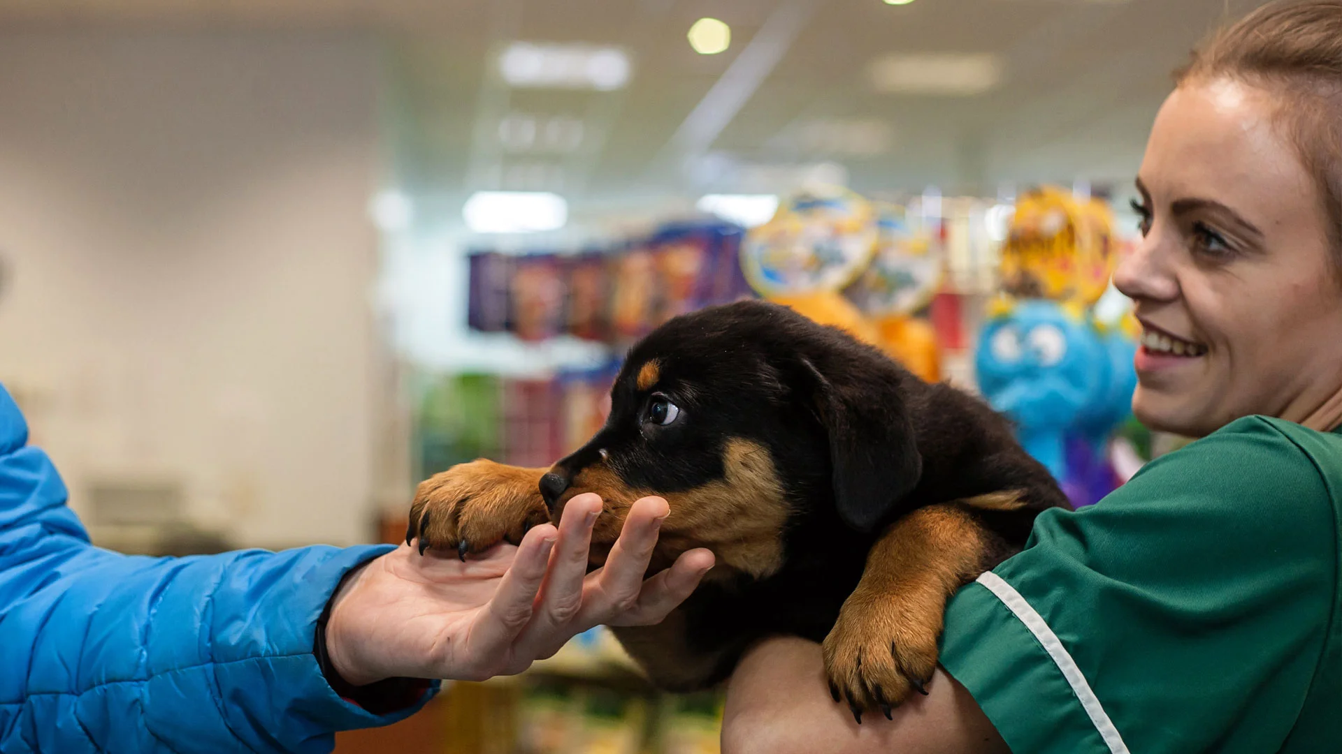 Rottweiler puppy and veterinary nurse
