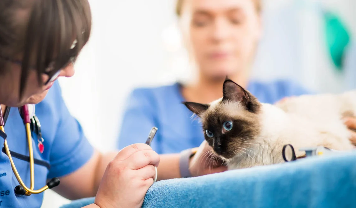 blue eyed cat having eyes checked by vet