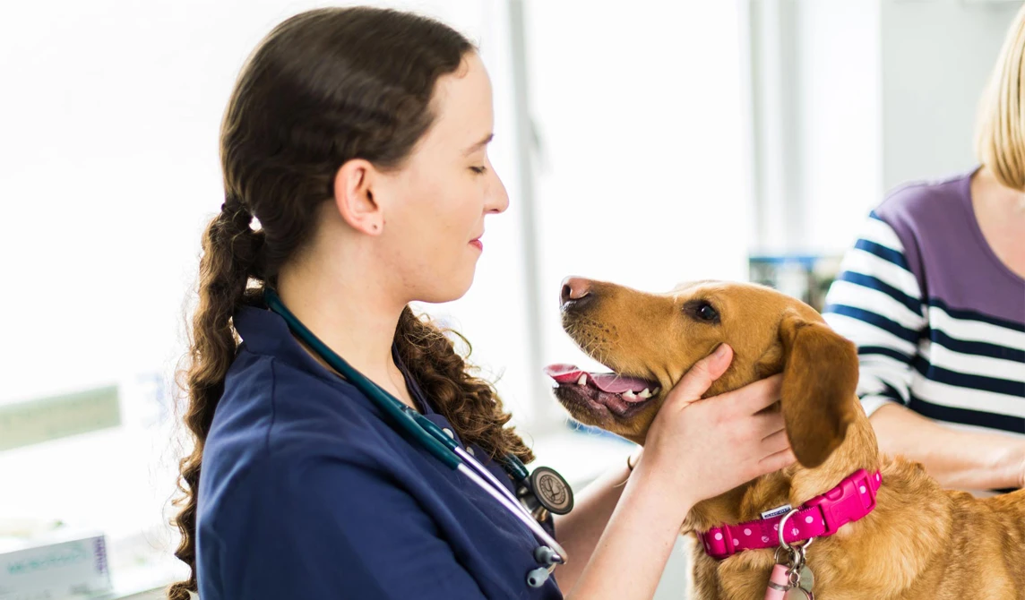 vet holding dog's head in hands