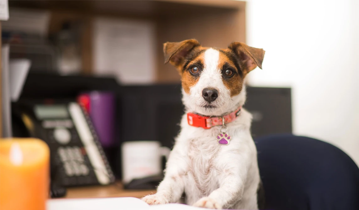 little dog with pink collar and paw tag