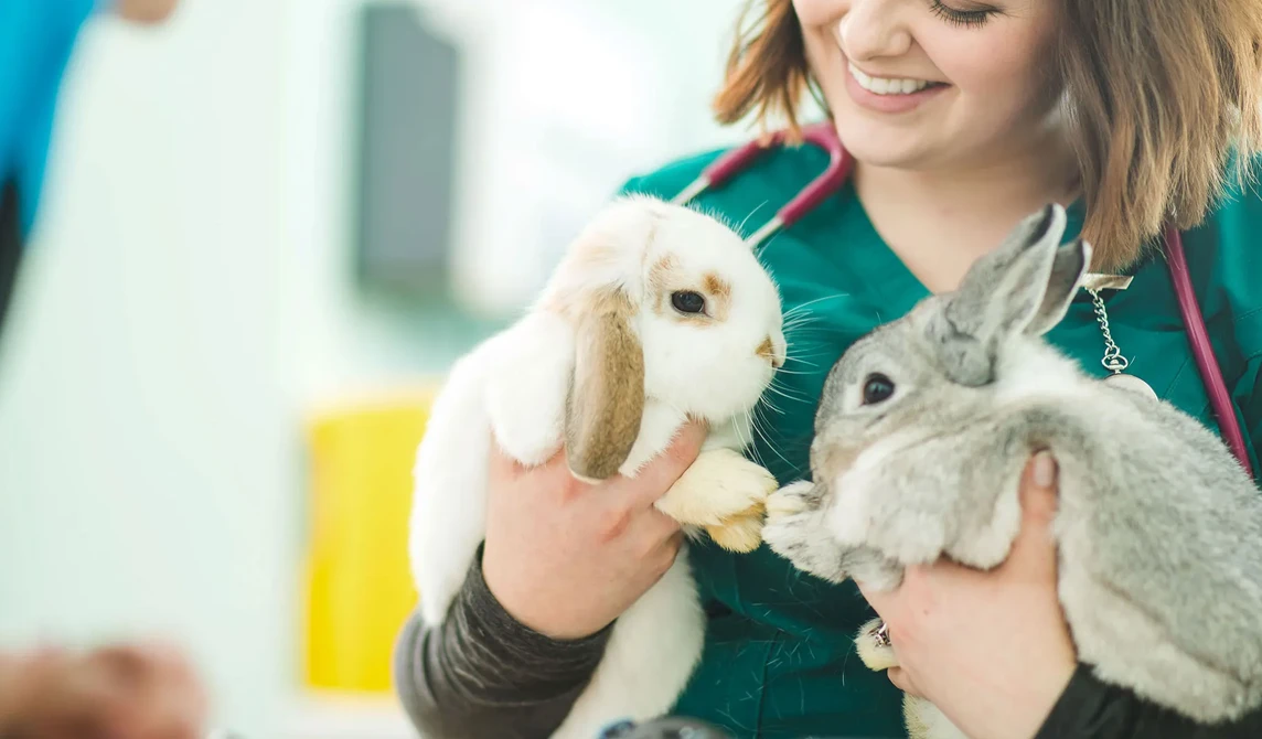 vet nurse holding two rabbits