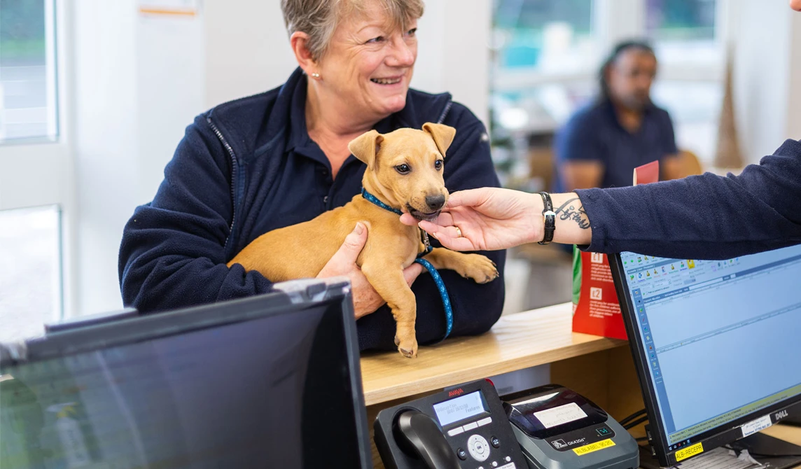 brown puppy in veterinary reception