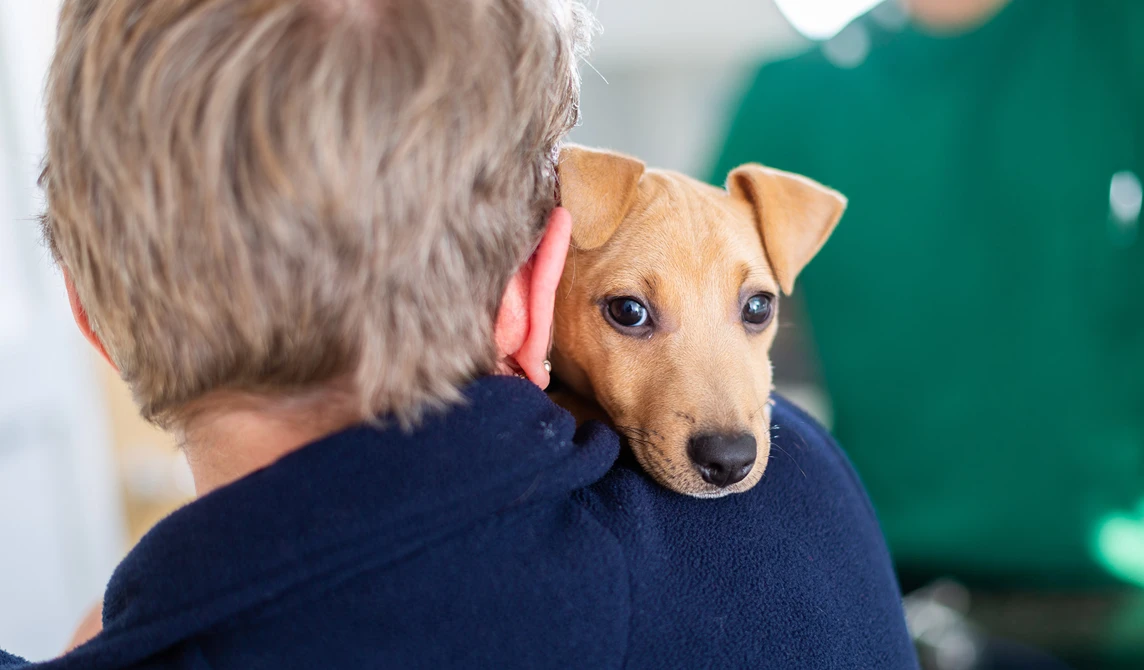 brown puppy looking over owner shoulder