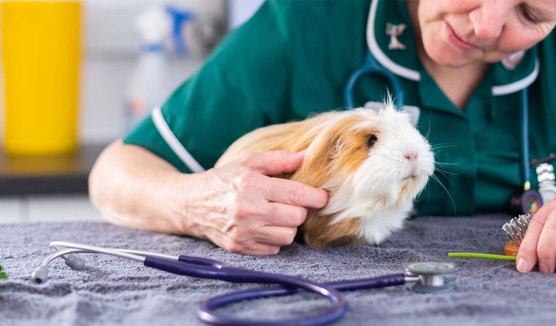 guinea pig with vet nurse