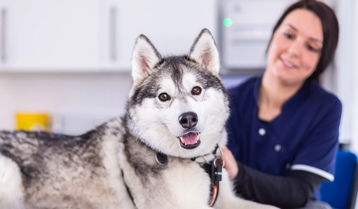 husky dog with veterinary nurse