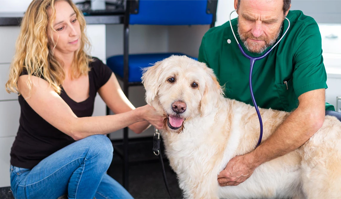 vet listening to large dog with stethoscope