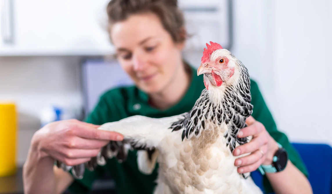 white hen with vet