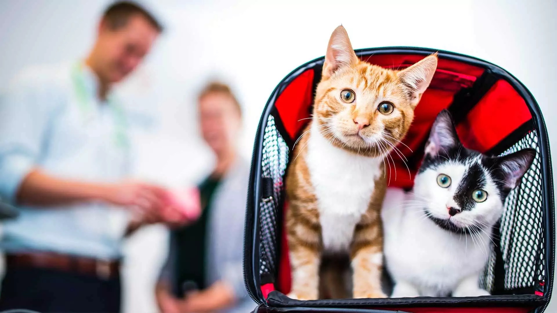 Two cats in cat basket