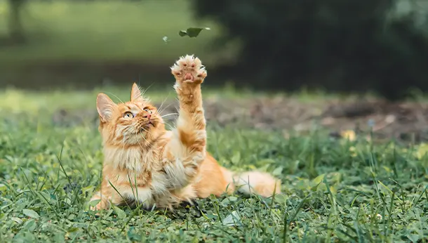 cat lying in grass reaching for a toy
