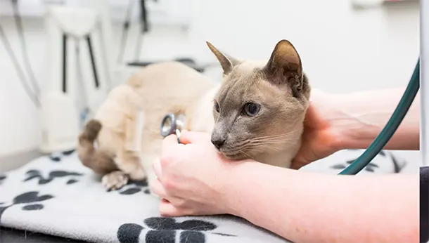 cat being checked with a stethoscope