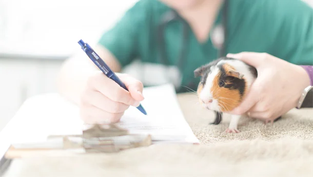 hamster held by vet, who is also writing up notes