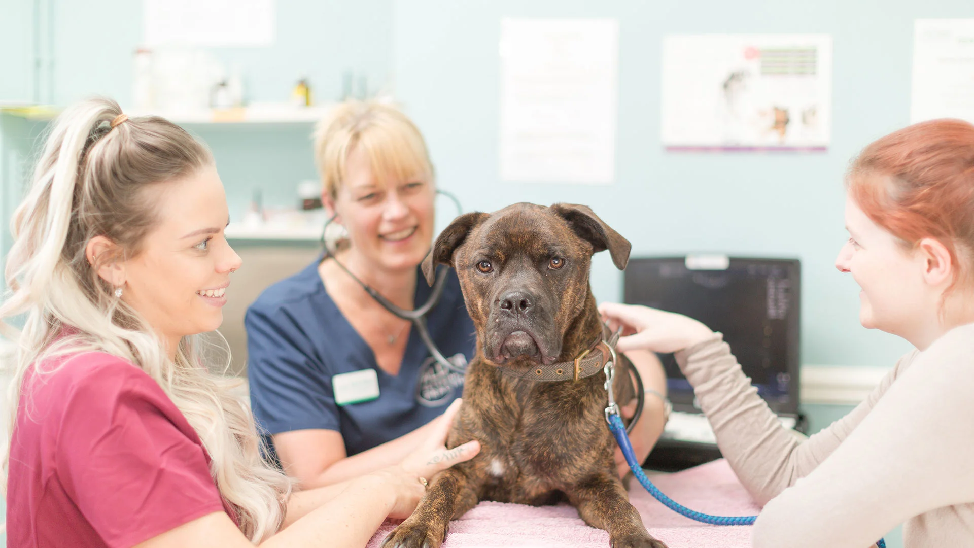 dog being checked by vet and ACA