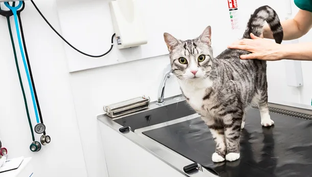 grey kitten standing on examination table