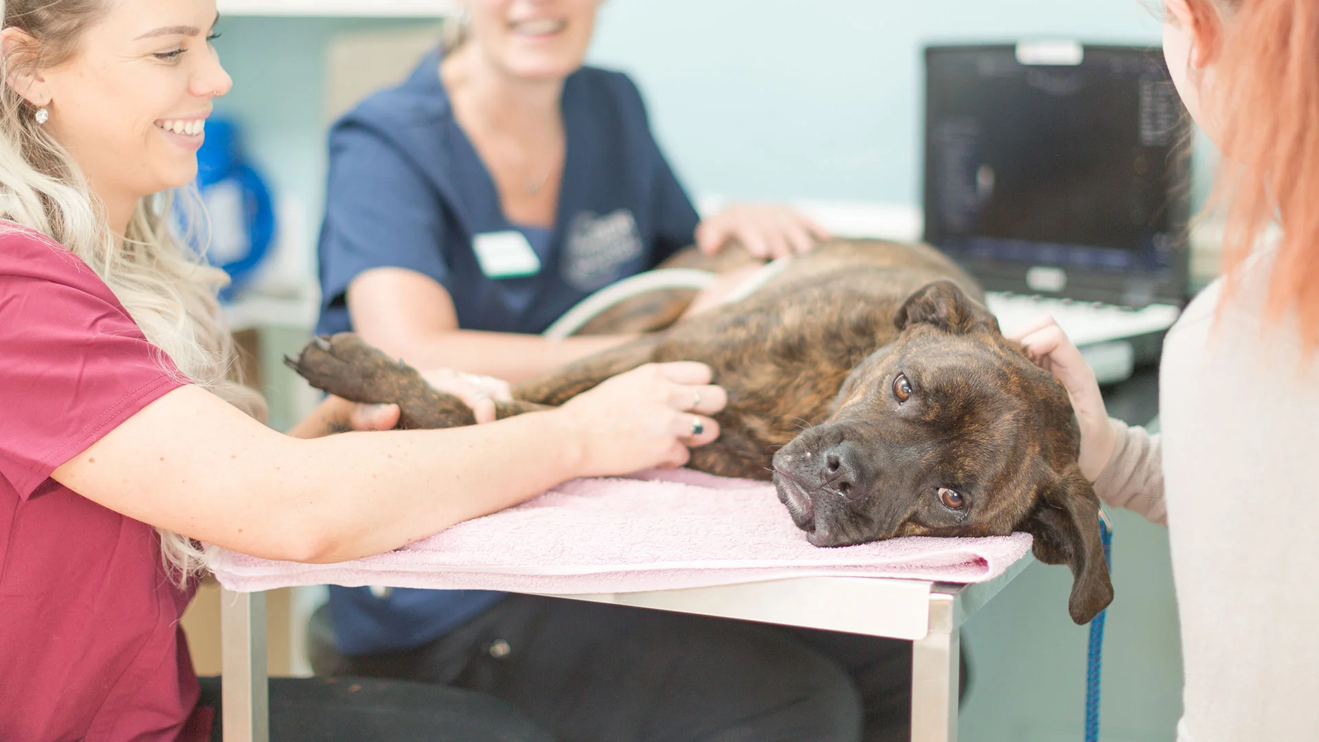 large dog in ultrasound consultation
